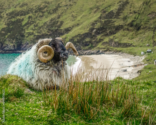 The Sheep of Keem Bay on Achill Island, Ireland photo