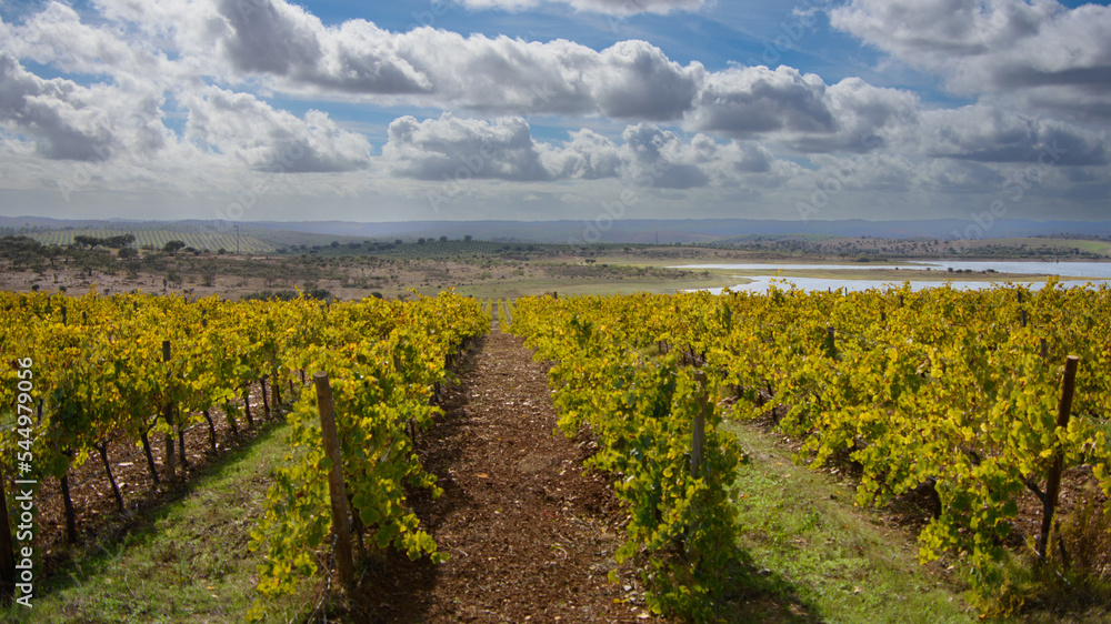 A visit to a vineyard in the Alentejo region of Portugal