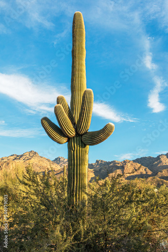 Принти на полотні Beautiful saguaro cactus in the Sonoran Desert with mountains in the background,