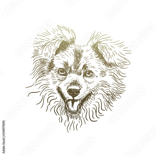 The face of a pooch dog with a line. Vector illustration