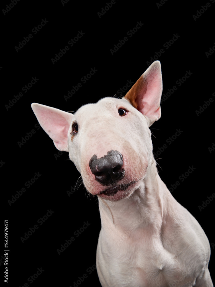 happy bull terrier on a black background. cute dog studio, for design.
