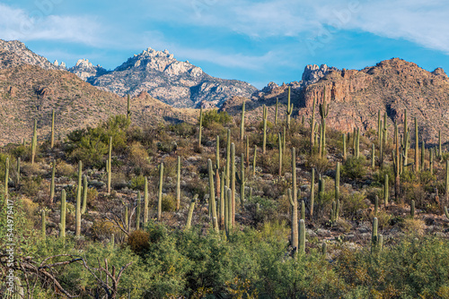 Konstfotografi Beautiful mountains with a plethora of saguaro cactus in the foreground in Tucso