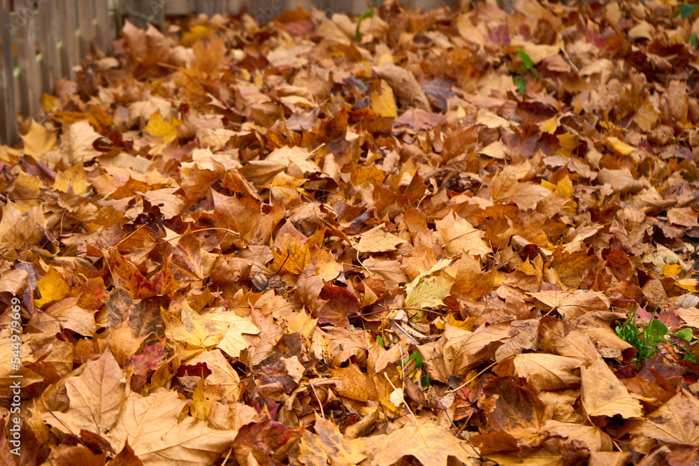 Golden falling leaves forming a carpet