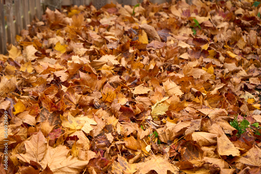 Golden falling leaves forming a carpet Golden falling leaves forming a carpet