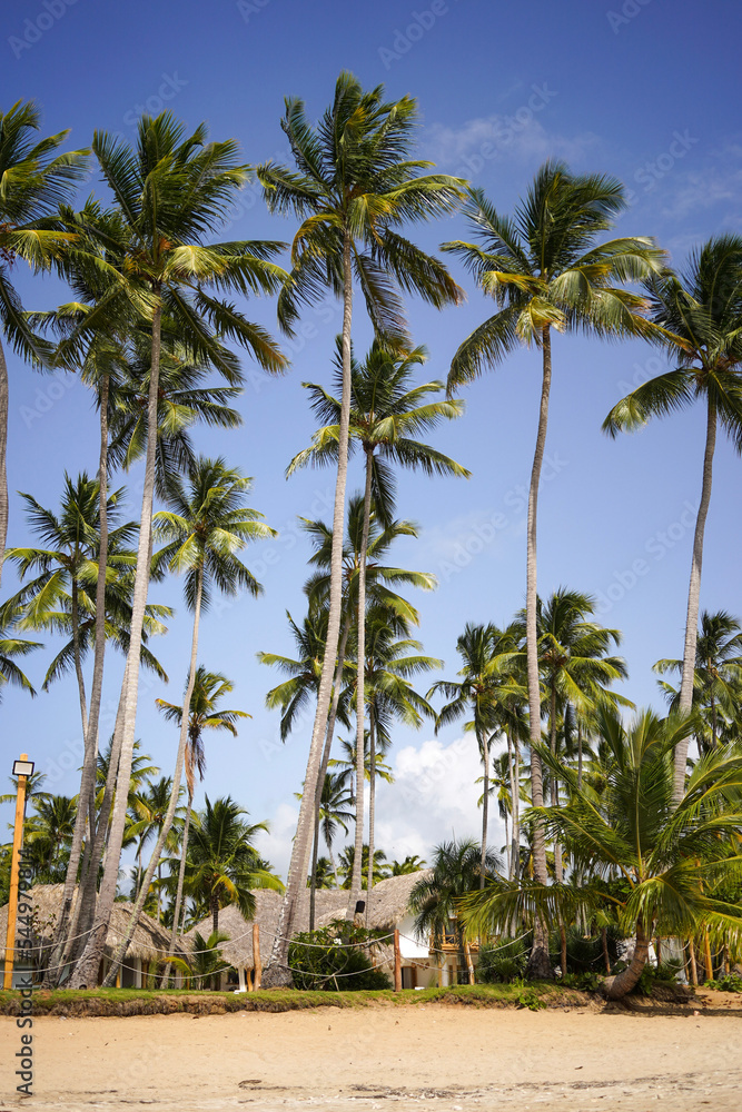 Palm trees on the beach