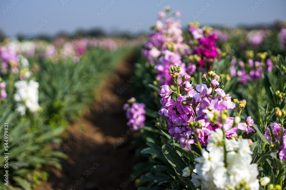 Obraz premium close-up shot of a purple flower bush in a field of flowers on a sunny day