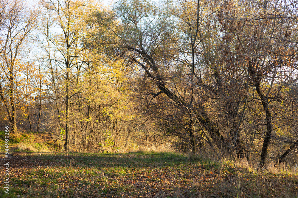 Fototapeta premium Autumn in the forest. Autumn woods.