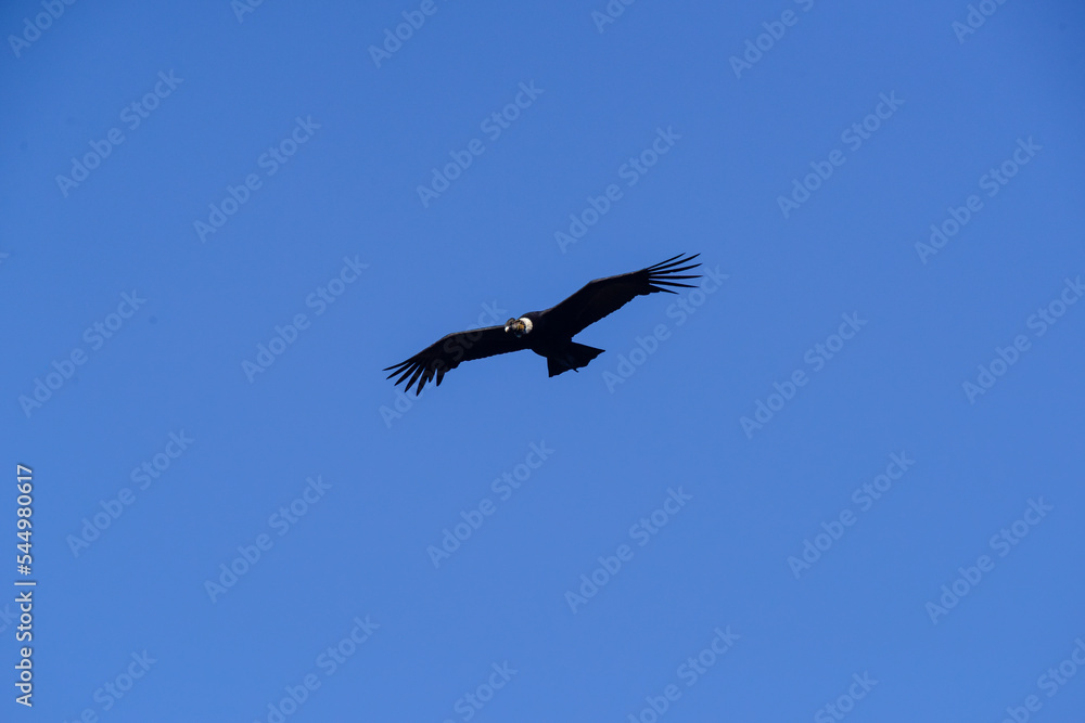 Fototapeta premium Andean Condor ,Torres del Paine National Park, Patagonia, Chile.