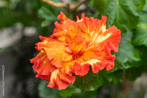 Fototapeta Naklejka Na Ścianę i Meble -  Close-up of flower Hibiscus rosa-sinensis 
