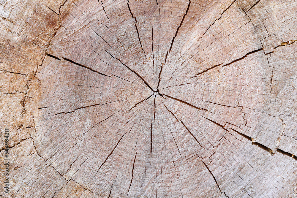 Fototapeta premium tree trunk closeup details ring wood