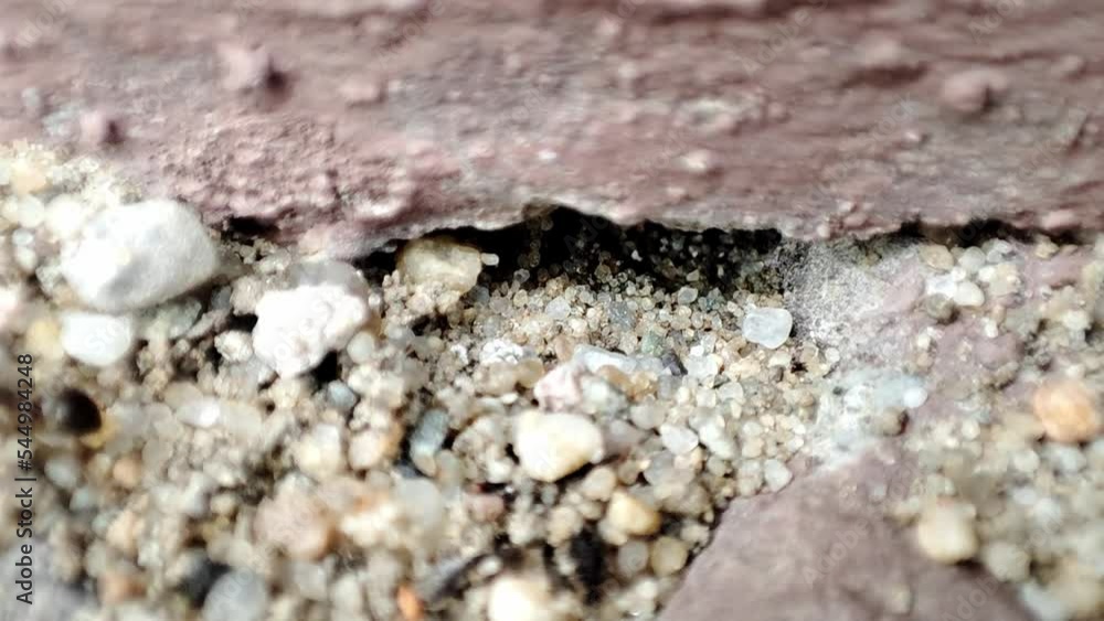 Ants walking on ground. Close up macro view of black ants hill working on ground nest, Ants walking on ground. Close up macro view of black ants hill working on ground nest,