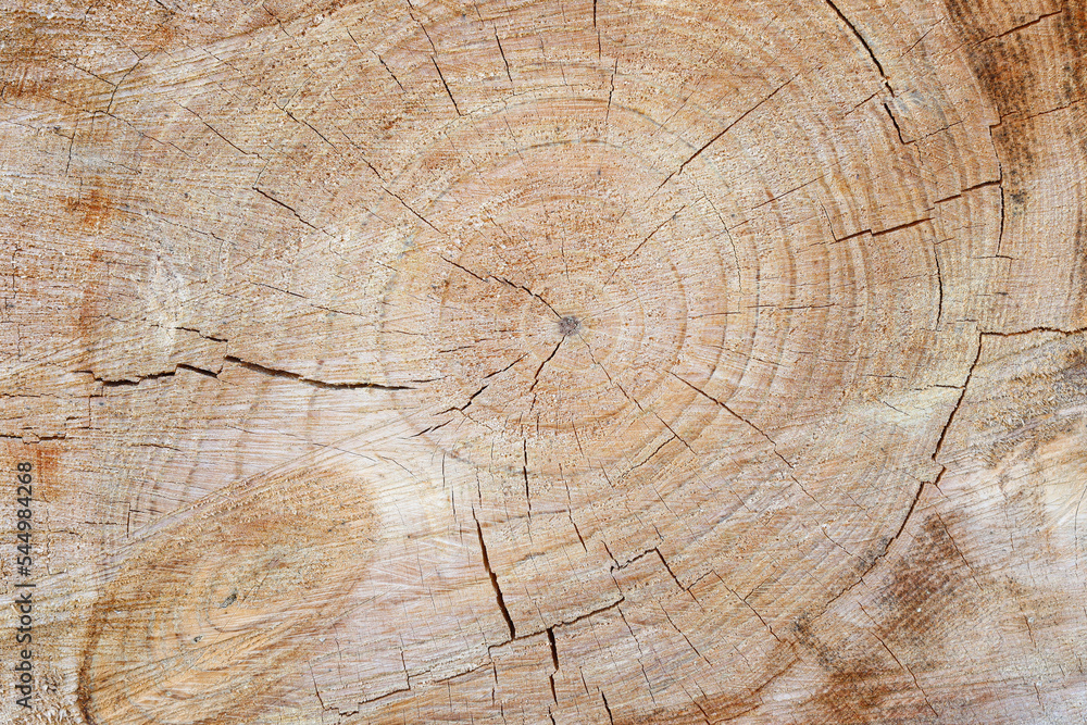 Naklejka premium tree trunk closeup details ring wood