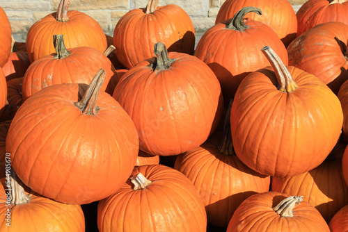 Pumpkins for sale in October