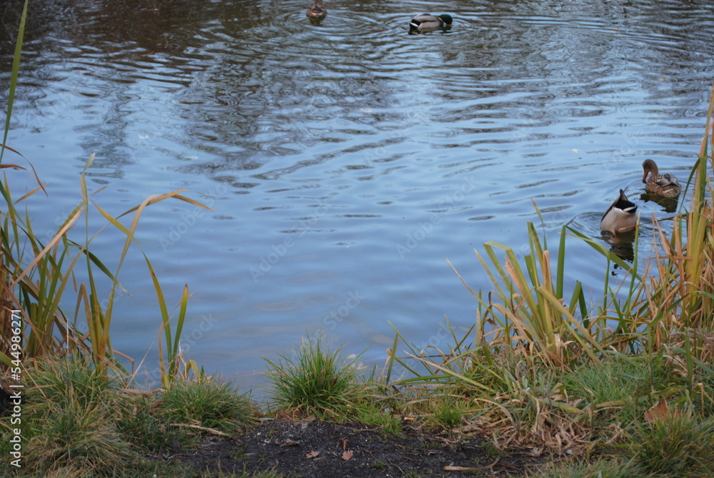 Fototapeta premium ducks on the lake