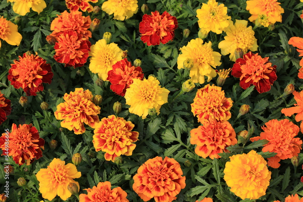 Blooming African marigold in sunny July Blooming African marigold in sunny July