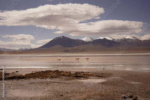 Flamingos and salt lake in Bolivia