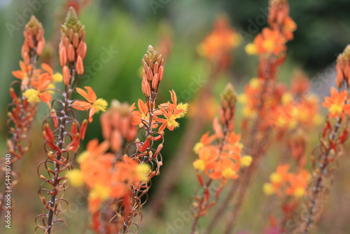 Orange blooming bulbine in sunny August