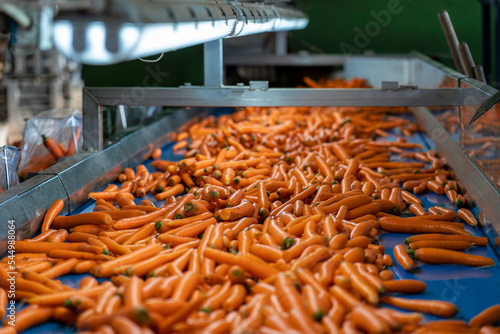 Fotografia, Obraz Commercial Production and Management of Carrots