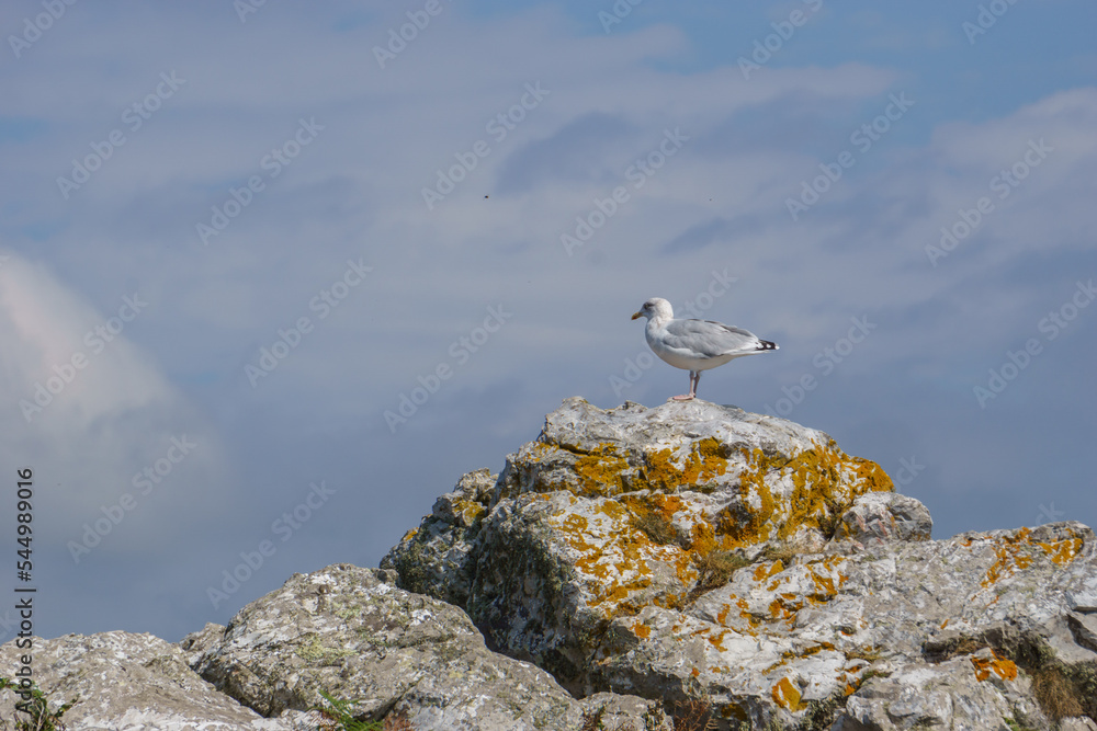 Seagulls standing on the rock at the coast Seagulls standing on the rock at the coast