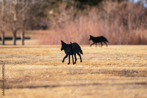 Fotografia Two Coyotes decoys used to ward off excessive geese in a park.