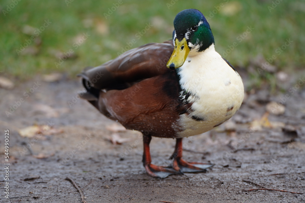 Obraz premium Duck 2