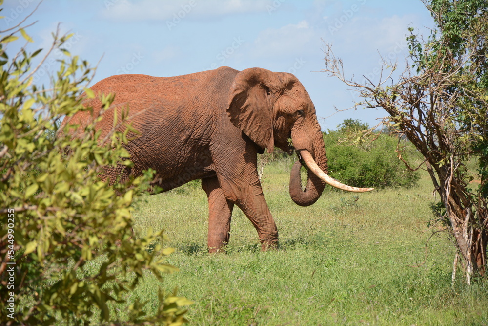 Fototapeta premium #elephant #wild #freedom #safari #kenya #africa #sanctuary