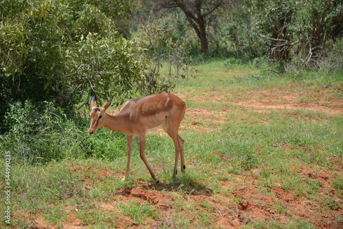  antelope  gnu  free  freedom  landscape  safari  wild  © Mina