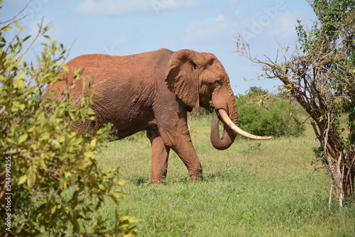 #elephant #wild #freedom #safari #kenya #africa #sanctuary