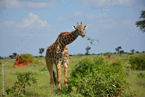Fototapeta Naklejka Na Ścianę i Meble -  #giraffe #sanctuary #wild #freedom #eat #sky #blue #kenya #africa