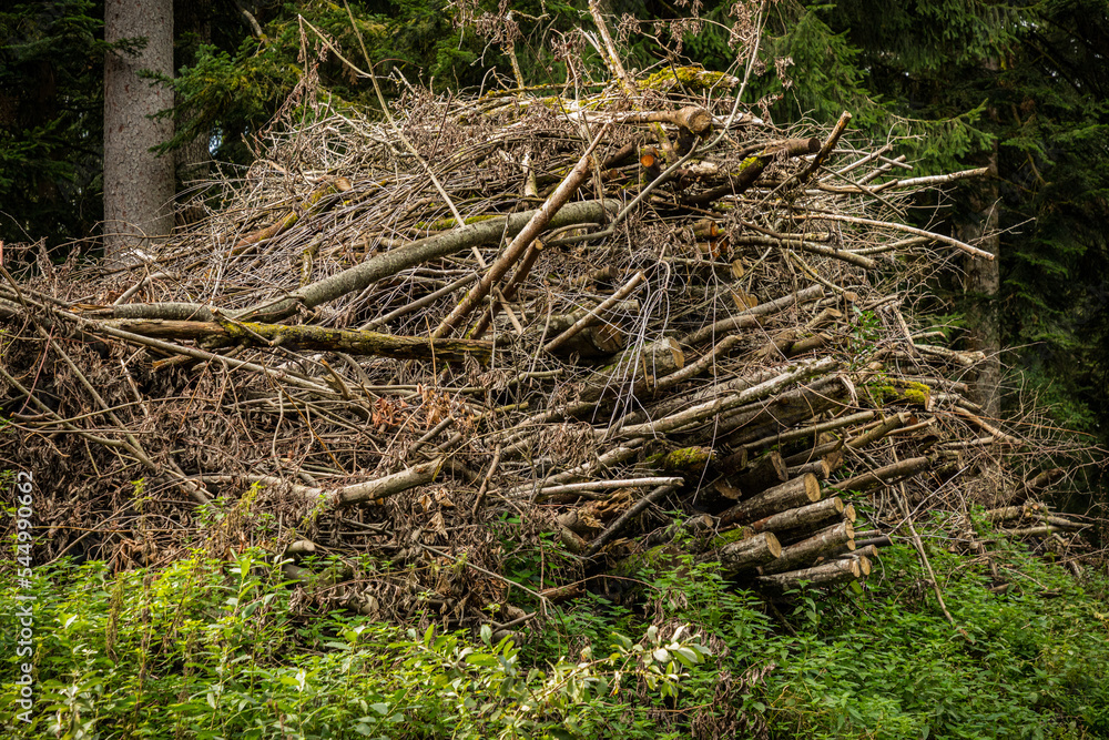 Lebensraum für Insekten, Verrottung im Wald, Tierwohnungen, Tiermangel, Unterschlupf für Tiere Lebensraum für Insekten, Verrottung im Wald, Tierwohnungen, Tiermangel, Unterschlupf für Tiere