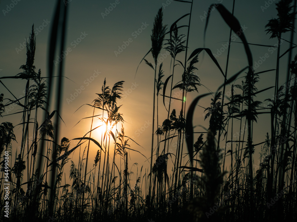 Obraz premium silhouette of a reed on the background of the sun. sunset over the reeds. sunlight through thickets of reeds. silhouette of plants in the sun.