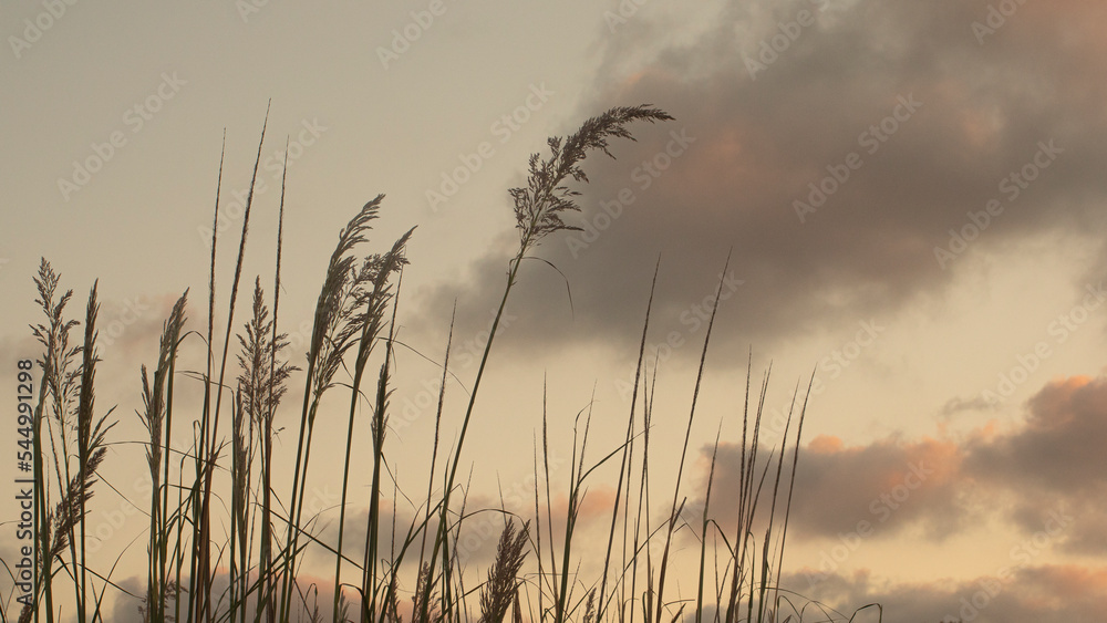Herbaceous plants on a dune near the Mediterranean Sea Herbaceous plants on a dune near the Mediterranean Sea