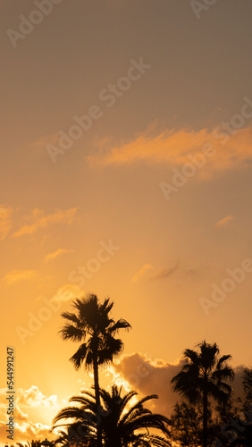 Backlit silhouettes of palm tree at dusk
