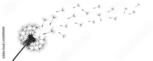 Vector illustration dandelion time. Black Dandelion seeds blowing in the wind. The wind inflates a dandelion isolated on white background.