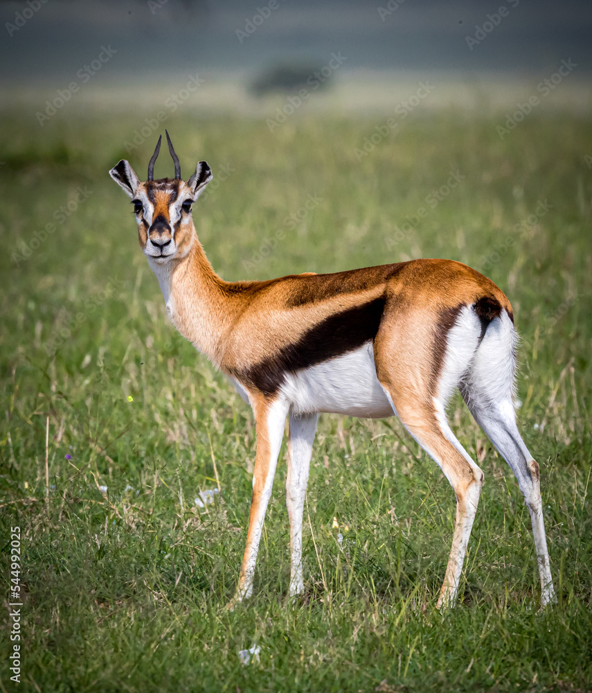 Beautiful, sleek Thompson's gazelle looks at camera Beautiful, sleek Thompson's gazelle looks at camera
