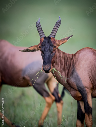 A grazing hartebeest with head held high looking at camera photo