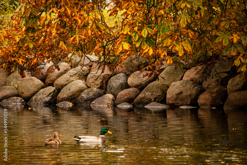 Ducks swimming in Pildamsparken park in autumn in Malmo, Sweden photo