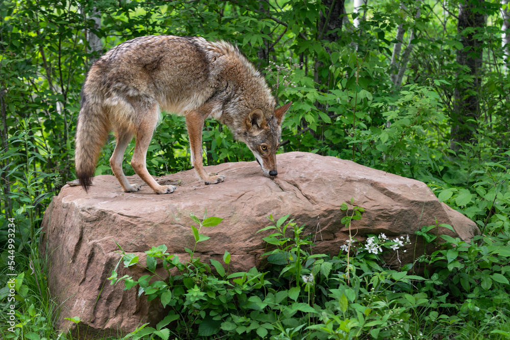 Adult Coyote (Canis latrans) Sniffs at Top of Rock Summer