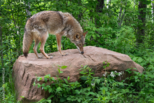 Obraz na płótnie Adult Coyote (Canis latrans) Sniffs at Top of Rock Summer w salonie