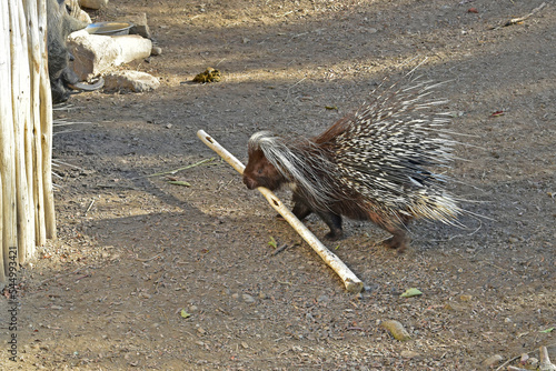 A cape porcupine carries a piece of wood around his enclosure to the amusement of zoo visitors.