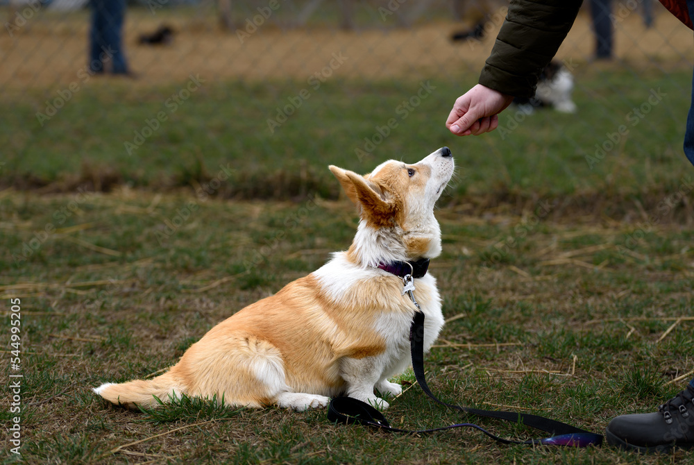 Portrait of young dog corgi. Small cute dog.