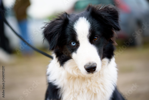 Portrait of young dog border collie.