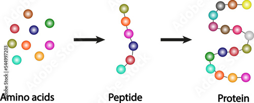 Scientific conception of the biochemical structure of amino acids, peptides and proteins, molecular model. Vector illustration
