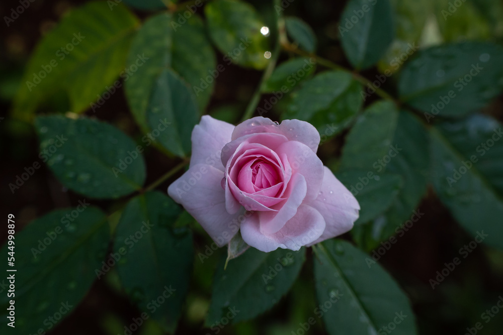 the beauty of pink roses the beauty of pink roses