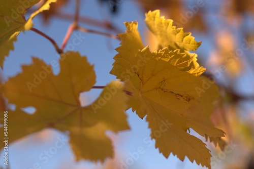 Grape bush, aesthetics of autumn landscape, bright colors of autumn, selective focus, blurred background, nature of the Black Sea coast, Krasnodar region, Russia