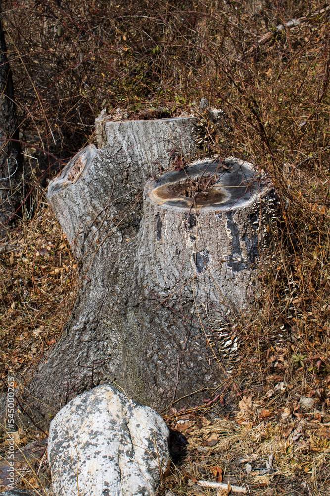 Obraz premium tree stump