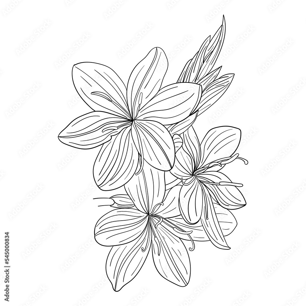 Hesperantha coccinea Sunrise exotic flower contour isolated vector, stock image, for design and decor, sticker, print, laser cut Hesperantha coccinea Sunrise exotic flower contour isolated vector, stock image, for design and decor, sticker, print, laser cut