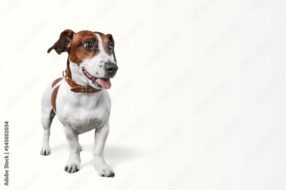 Cute domestic dog pet posing