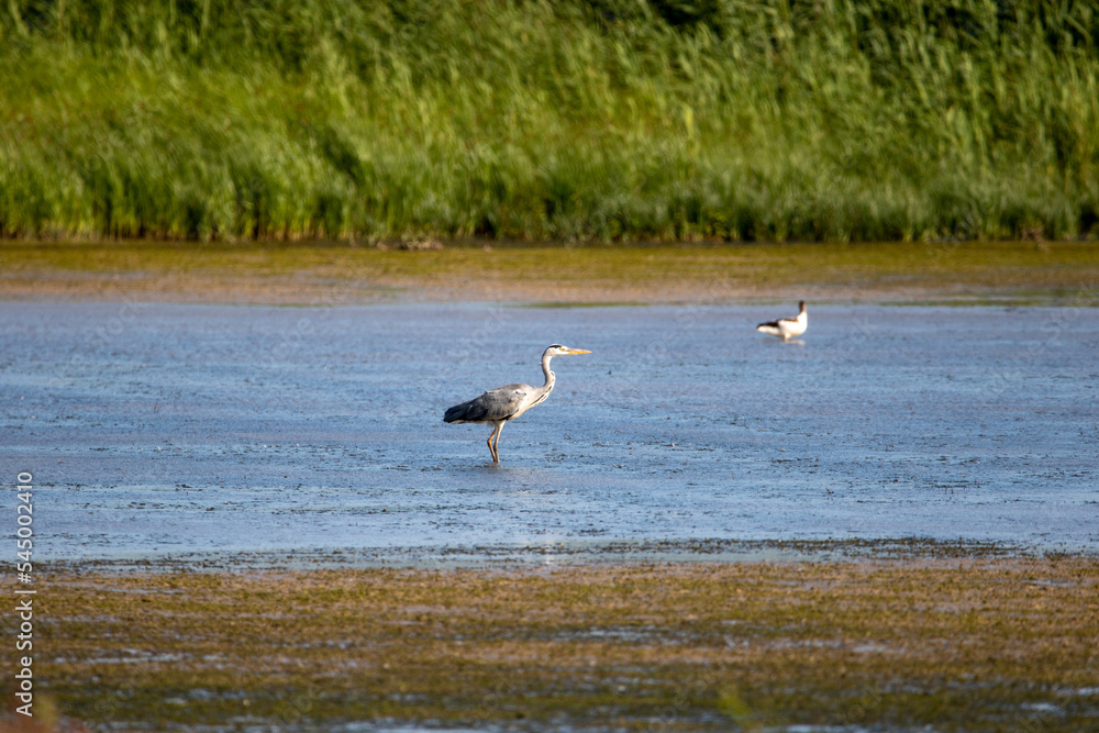 A Grey heron on the wetlands.