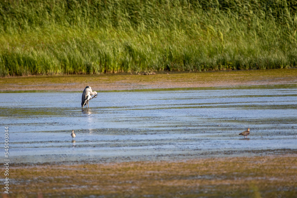 A Grey heron on the wetlands. A Grey heron on the wetlands.